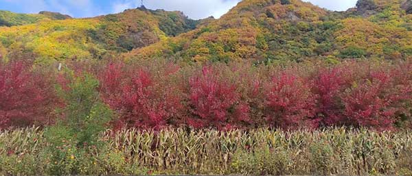 沈陽固廢檢測公司的服務類型概述