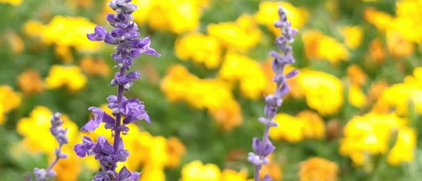 沈陽環(huán)境監(jiān)測主要檢測哪些內(nèi)容？